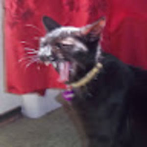 Meet your Posher, Anne